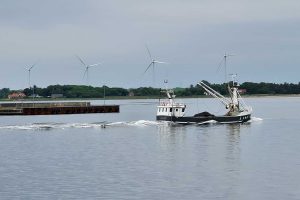 Minister-nøl risikerer at koste muslinge-jobs på Mors. foto: Erik Ruby