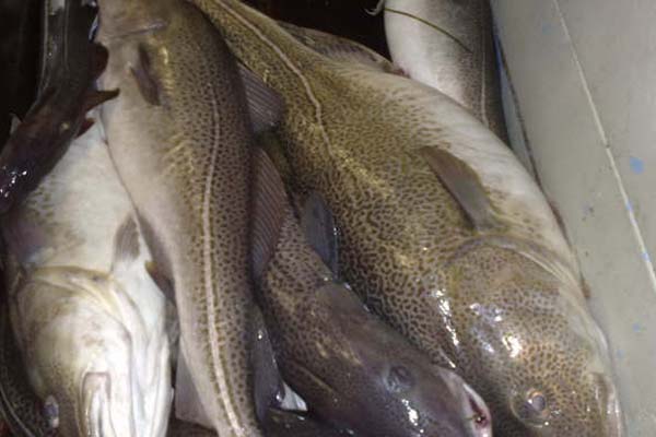 Read more about the article Nanopartikler påvirker fisk igennem fødekæden.