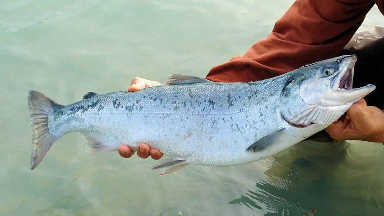 Read more about the article Norske fisk, der via Hviderusland eksporteres til Rusland, stoppes