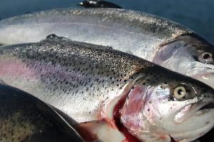 Systematisk overproduktion af havbrugsfisk udløser million bøde foto: FiskerForum.dk