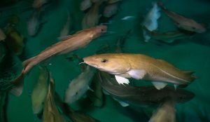 Opdræts-torsk mistænkes for at påvirke de vildtlevende torsk -foto : Disse torsk svømmer rundt i et kar på forskningsstationen ved Austevoll. Fotograf: Arnbjørg Aagesen / Havforskningsinstituttet