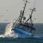 Regeringsforhandlingerne trækker i langdrag efter folketingsvalget, og mens forretningsministeriet lammer hverdagen for de danske fiskere, lurer en langt større katastrofe i kulissen. Hvis Mette Frederiksens forsøg på at danne en rød centrum-venstre-regering ender med at give Enhedslisten og Alternativet afgørende indflydelse på det endelige aftalepapir, er kampen om fødevareerhvervenes overlevelse for alvor skudt i gang. Det bliver ikke kønt. foto: Tommy