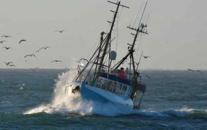 Regeringsforhandlingerne trækker i langdrag efter folketingsvalget, og mens forretningsministeriet lammer hverdagen for de danske fiskere, lurer en langt større katastrofe i kulissen. Hvis Mette Frederiksens forsøg på at danne en rød centrum-venstre-regering ender med at give Enhedslisten og Alternativet afgørende indflydelse på det endelige aftalepapir, er kampen om fødevareerhvervenes overlevelse for alvor skudt i gang. Det bliver ikke kønt. foto: Tommy