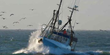Regeringsforhandlingerne trækker i langdrag efter folketingsvalget, og mens forretningsministeriet lammer hverdagen for de danske fiskere, lurer en langt større katastrofe i kulissen. Hvis Mette Frederiksens forsøg på at danne en rød centrum-venstre-regering ender med at give Enhedslisten og Alternativet afgørende indflydelse på det endelige aftalepapir, er kampen om fødevareerhvervenes overlevelse for alvor skudt i gang. Det bliver ikke kønt. foto: Tommy