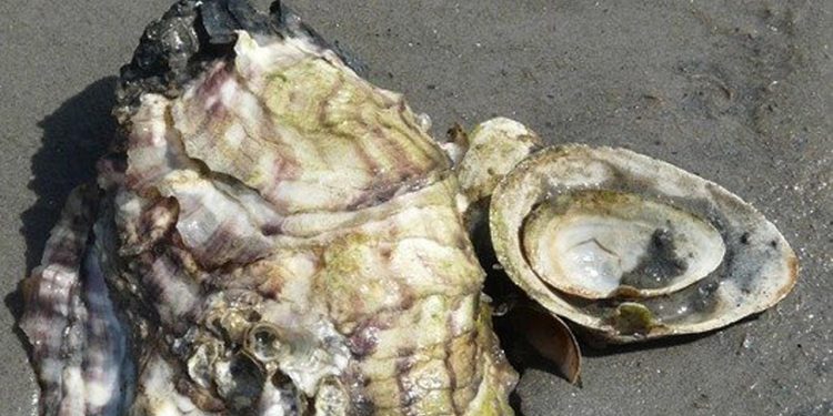 Rømø Shellfish får nu permanet tilladelelse til at indsamle stillehavsøsters i Vadehavet