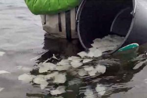 Det var Østdanmarks Fladfiskeforening med Carsten Lau og Per Fischer ved roret, der stod for udsætningen af 8.500 pighvar ved Sejerøbugten og nordsiden af Sjællands Odde. foto: Fisk og Fri