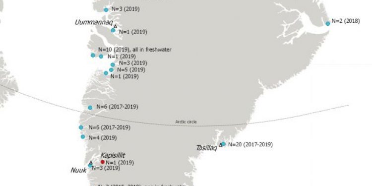 Udbredelsen af pukkellaks