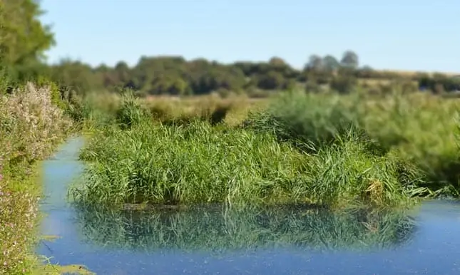 Read more about the article Flydende planteøer til spildevandsrensning og fjernmonitorering gør dambrug miljøvenlige