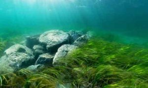 Et nyt gigantprojekt til 150 millioner kroner skal genoprette havmiljøet omkring Langeland, Ærø og Svendborg. Men kritikere og biologiske data peger på, at indsatsen er nyttesløs, så længe spildevandsudledninger og forurening fra Østersøen ikke stoppes først - foto: FiskerForum.dk