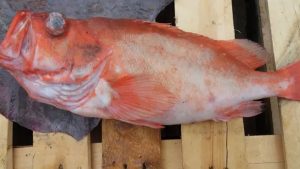 På 200 til 300 meters dybde er der både mørkt, koldt og trykket er stort, men det er her rødfisken med det kæmpe gab overvejende opholder sig og lever. foto: FiskerForum.dk