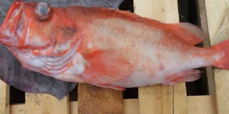 På 200 til 300 meters dybde er der både mørkt, koldt og trykket er stort, men det er her rødfisken med det kæmpe gab overvejende opholder sig og lever. foto: FiskerForum.dk