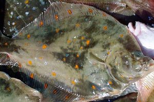 Fra 1. oktober 2025 kan besætninger nu tage op til 5 kilo hel fisk med hjem uden særskilt indberetning. - Foto: wikip