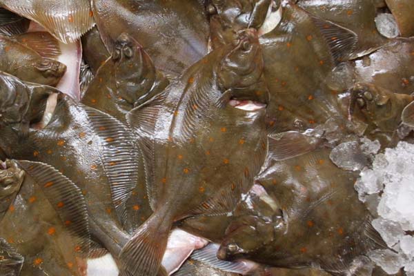 Read more about the article Afgiftsfri import af fladfisk i EU skal stoppes nu