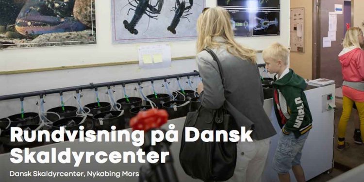 Besøg Dansk Skaldyrcenter ved DTU Aqua og få et unikt indblik i moderne biologisk forskning og se hvordan forskning i østers og hummer former fremtidens fiskeri. foto: dtu