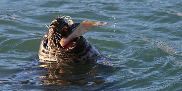 Fisk kan aldrig føle sig sikre med en sæl i nærheden  foto: sæl - Flaskeposten
