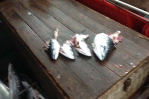 Kystfiskernes værste mareridt.  Foto: Skambidte laks fra fisker Jes Christen Espersens langline fiskeri ved Bornholm - Foto: Jes Christen Espersen