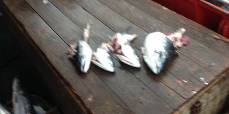 Kystfiskernes værste mareridt.  Foto: Skambidte laks fra fisker Jes Christen Espersens langline fiskeri ved Bornholm - Foto: Jes Christen Espersen