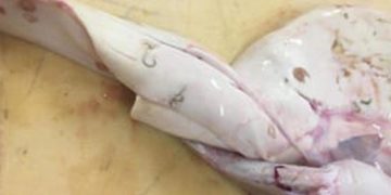 Fisker Frank Theodorsen har taget dette foto af en torskelever med orm