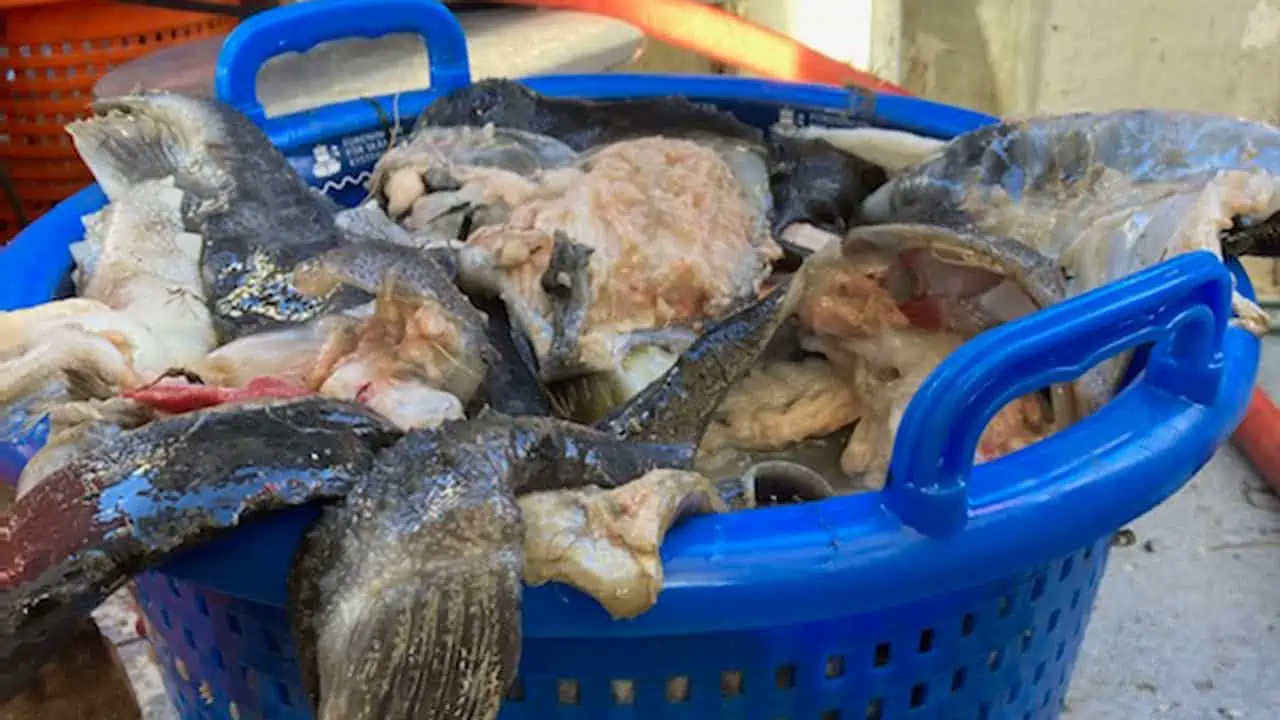 Read more about the article Kystfiskerne tester stadig den digitale sælskade-registrering