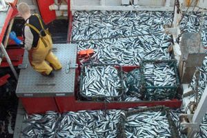 Samlede tilladte fangstmængder (TAC'er)  Foto: EU Kommissionen