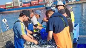 Efter ti års pause er sardinfiskeriet i Spanien og Portugal igen godkendt som bæredygtigt og kan nu bære det blå MSC-miljømærke. Det skyldes et sjældent tæt samarbejde mellem fiskere, myndigheder og forskere på tværs af grænser. foto: msc