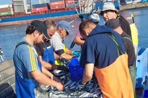 Efter ti års pause er sardinfiskeriet i Spanien og Portugal igen godkendt som bæredygtigt og kan nu bære det blå MSC-miljømærke. Det skyldes et sjældent tæt samarbejde mellem fiskere, myndigheder og forskere på tværs af grænser. foto: msc