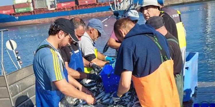 Efter ti års pause er sardinfiskeriet i Spanien og Portugal igen godkendt som bæredygtigt og kan nu bære det blå MSC-miljømærke. Det skyldes et sjældent tæt samarbejde mellem fiskere, myndigheder og forskere på tværs af grænser. foto: msc