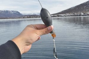Grønlands gåde om de store torsk. Foto: billede af de såkaldte »Pop-upµ mærker som i denne uge vil kunne findes i havoverfladen af Nuup Kangerlua (Godthåbsfjorden) - Grønlands Naturinstitut