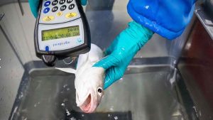 Tilbage til forsøget i den eksperimentelle facilitet for fiskebiologi hos DTU Aqua i Lyngby er der stadig mange spændende prøver, der venter på at blive analyseret.  foto DTU Aqua