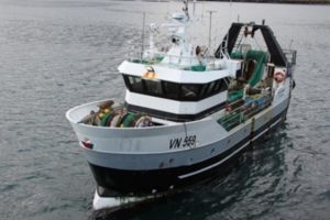 Færøerne: Landinger af hvidfisk går forrygende arkivfoto