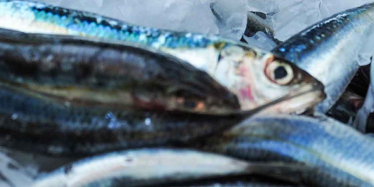 Hvis vi virkelig vil styrke folkesundheden og gøre sunde valg billigere for danskerne, bør fisk og skaldyr indgå i samme kategori som frugt og grønt – sunde råvarer uden moms, som også giver danskerne bedre råd til livsnødvendigt omega-3 med EPA og DHA, fiskeproteiner af høj kvalitet, der styrker både sundhed og fødevaresikkerhed. foto: 2GangeOmUgen