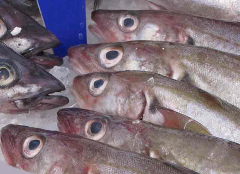 Read more about the article O-kvote på vestlige Østersøsild, kan give fiskerby dødsstødet