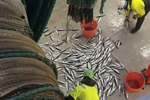 færre sild - Are Salthaug HiNo