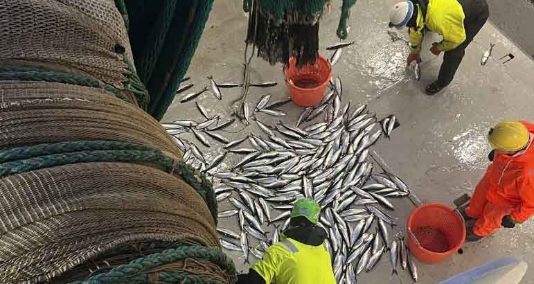 Read more about the article Historisk lavt niveau for norske sild