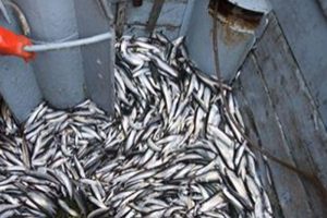 MSC-certificerede fisk landes nu fra de indre danske farvande