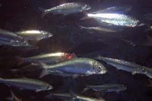 Nye regler for atlantisk-skandinavisk sild og makrel fra Færøerne.  Foto: Silde stime - NaturStyrelsen - FiskerForum