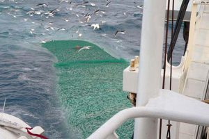 Norge varsler også silde-sanktioner mod Færøerne.  Arkivfoto: Sildefiskeri - FiskerForum