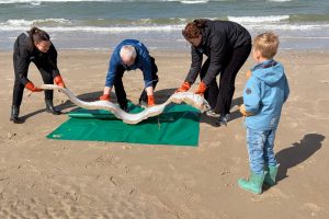 For blot fjerde gang nogensinde er den sagnomspundne sildekonge registreret i dansk farvand. Det to meter lange eksemplar, der normalt hører hjemme på store dybder i oceanerne, skal nu kaste nyt lys over en art, videnskaben stadig ved meget lidt om. foto. Nordsøen Oceanarium