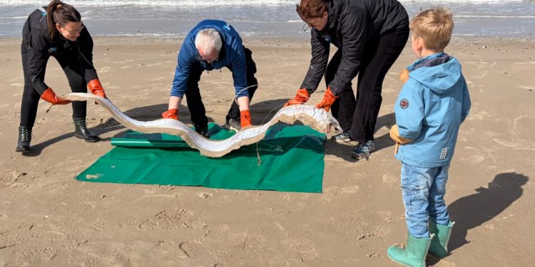 For blot fjerde gang nogensinde er den sagnomspundne sildekonge registreret i dansk farvand. Det to meter lange eksemplar, der normalt hører hjemme på store dybder i oceanerne, skal nu kaste nyt lys over en art, videnskaben stadig ved meget lidt om. foto. Nordsøen Oceanarium