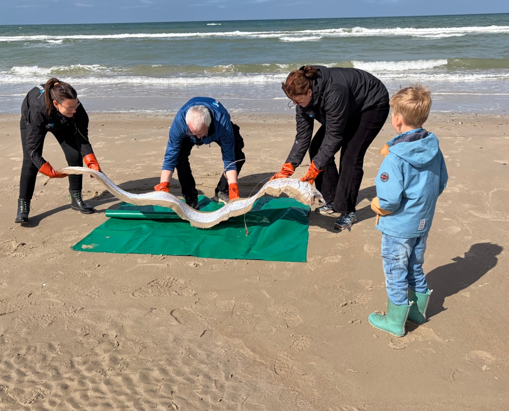 Read more about the article Sjælden gæst fra dybet: Sildekonge fundet på stranden i Løkken