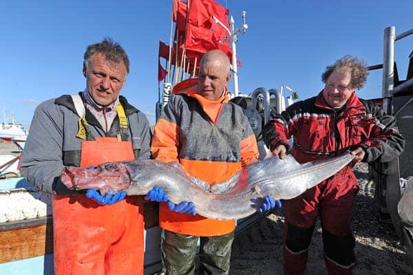 Read more about the article Ingen ville købe underlig fisk