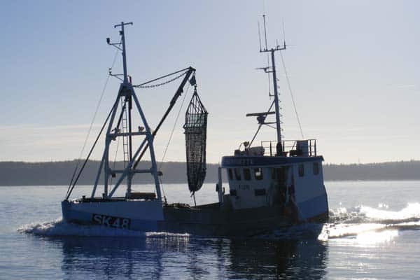 Read more about the article Ny EU-kritik af muslingefiskeri i naturbeskyttelsesområder