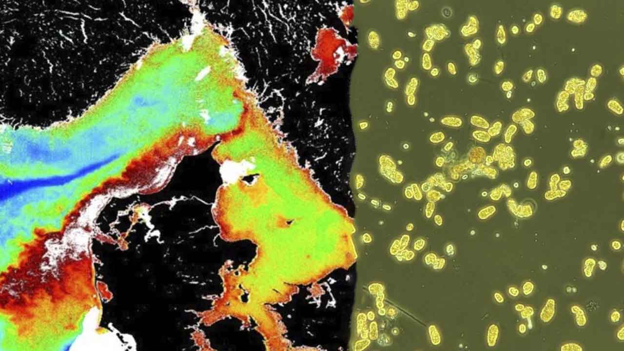 Read more about the article Skadelig alge føres fra syd i Nordsøen til Norge