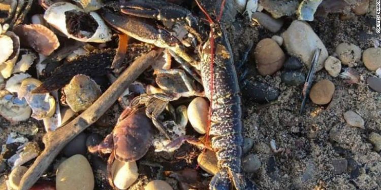En beboer fra Marske-by-the-Sea, Sharon Bell fortalte forleden til CNN, at hun efter sine daglige ture på stranden har observeret en stadig stigende mængde døde fisk og skaldyr i vandkanten.  privatfoto: Sharon 