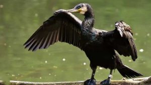 har Skarv og sæler vundet slaget om vores fælles natur - foto: FiskerForum.dk