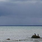 Et nyt studie fra det svenske HaV (Havs- och Vattenmyndigheten) giver vigtig viden om storskarvens påvirkning af fiskebestandene, især i forhold til dens kostvaner og hvilke effekter det har på økosystemet. foto: Mats Svensson