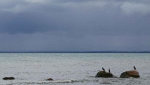 Et nyt studie fra det svenske HaV (Havs- och Vattenmyndigheten) giver vigtig viden om storskarvens påvirkning af fiskebestandene, især i forhold til dens kostvaner og hvilke effekter det har på økosystemet. foto: Mats Svensson