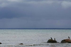 Et nyt studie fra det svenske HaV (Havs- och Vattenmyndigheten) giver vigtig viden om storskarvens påvirkning af fiskebestandene, især i forhold til dens kostvaner og hvilke effekter det har på økosystemet. foto: Mats Svensson