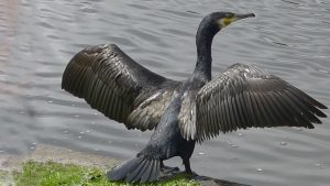 Hvis lønsomheden i fiskeriet skal op – så skal skarvbestanden ned. arkivfoto