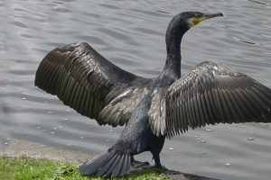 Hvis lønsomheden i fiskeriet skal op – så skal skarvbestanden ned. arkivfoto